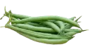 Dwarf bean DOMINATOR